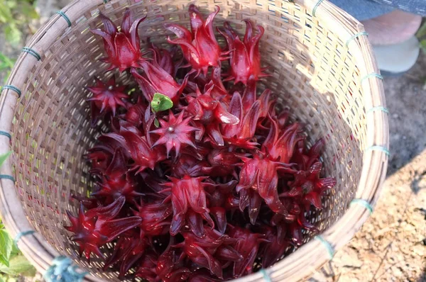 Roselle Hibiscus Λουλούδια Μετά Συγκομιδή Για Την Αφυδάτωση Και Διατήρηση — Φωτογραφία Αρχείου