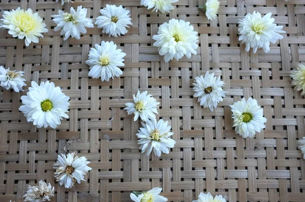 White Chrysanthemum Flower Type Species Name Chrysanthemum Indicum Linn Tray — Stock Photo, Image