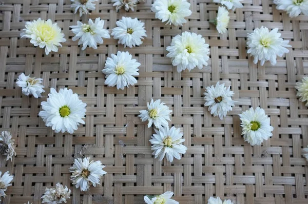 White Chrysanthemum Flower Type Species Name Chrysanthemum Indicum Linn Tray — Stock Photo, Image