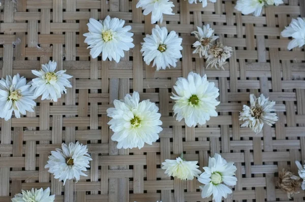 白菊花类型在托盘上的颜色命名菊花 — 图库照片