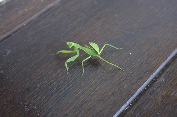 Foco Preying Mantis Mantid Mantises Chão Madeira — Fotografia de Stock