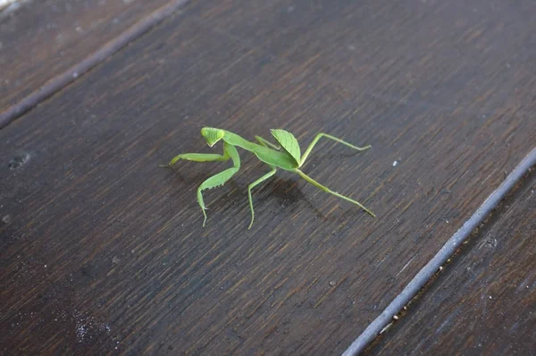 Focus Van Mantis Mantid Bidsprinkhanen Preying Houten Vloer — Stockfoto