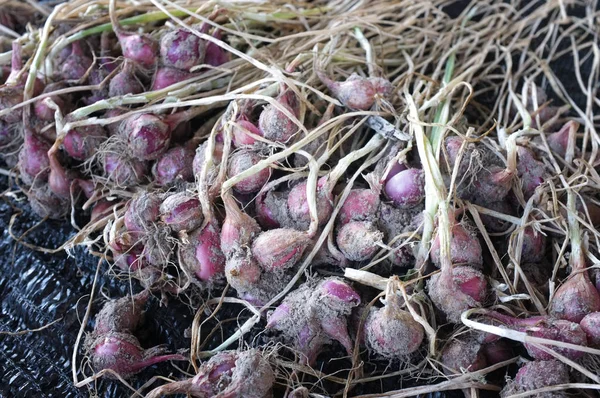 sahada kırmızı soğan hasat.