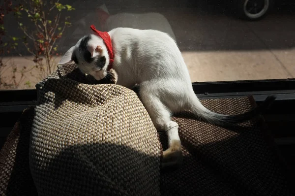 Die Süße Katze Teppich Spielen — Stockfoto