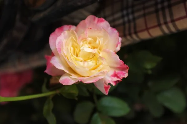 Rosas Jardim Conceito Amor — Fotografia de Stock
