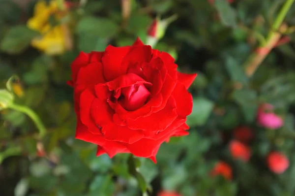 Rosas Jardim Conceito Amor — Fotografia de Stock