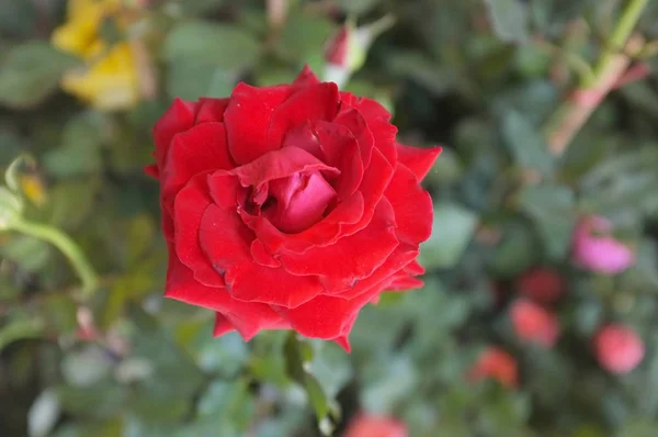 Rosas Jardim Conceito Amor — Fotografia de Stock