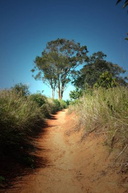 Büyük ağaç çevrili otlak ve güzel gökyüzü Khao Yai Milli parkta. Tayland