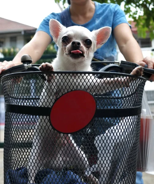Cute Chihuahua Chien Assistant Dans Bicycle Basket Les Vacances — Photo