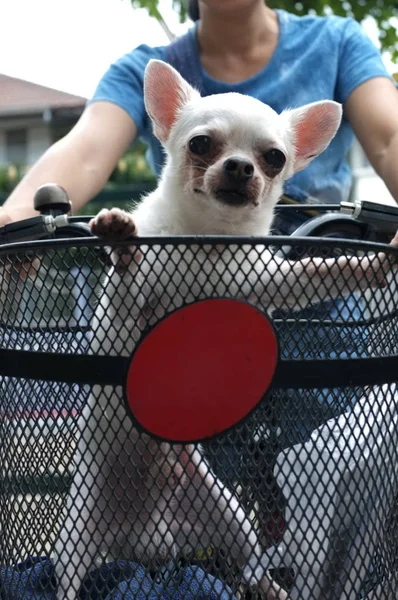 在假日里 可爱的狗奇瓦瓦坐在自行车篮里 — 图库照片