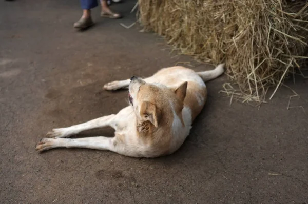 Hund Entspannt Sich Auf Dem Boden — Stockfoto