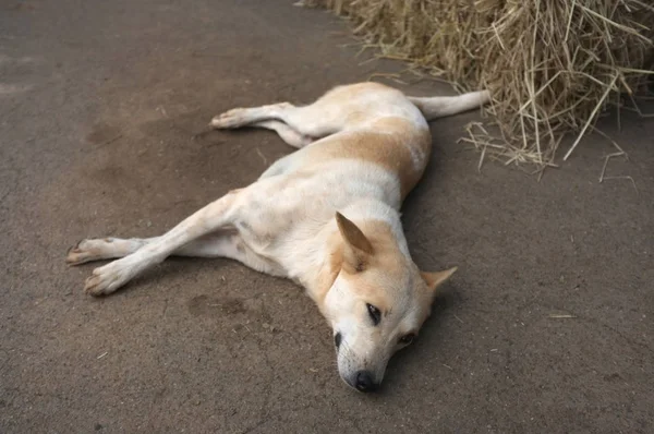 Dog Relaxing Ground — Stock Photo, Image