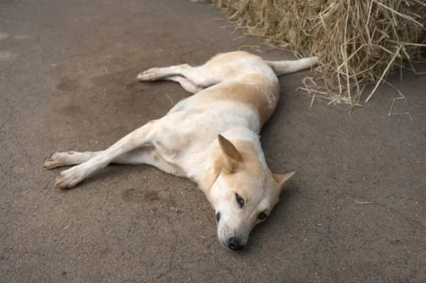 Dog Relaxing Ground — Stock Photo, Image