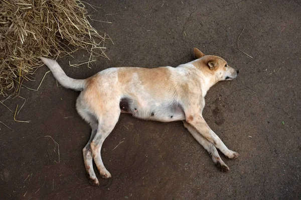 Dog Relaxing Ground — Stock Photo, Image