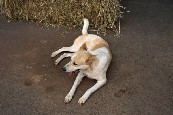 Hund Entspannt Sich Auf Dem Boden — Stockfoto