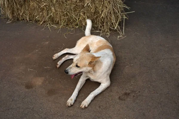 Dog Relaxing Ground — Stock Photo, Image