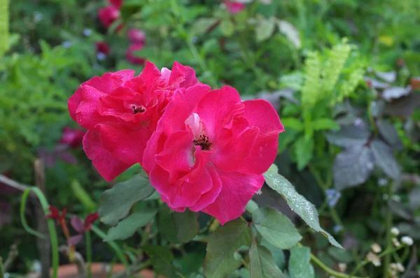 Belas Rosas Escalada Rosa Primavera Jardim — Fotografia de Stock