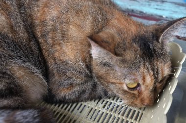 Plastik sepet içinde kedi. Kavramı Relax 