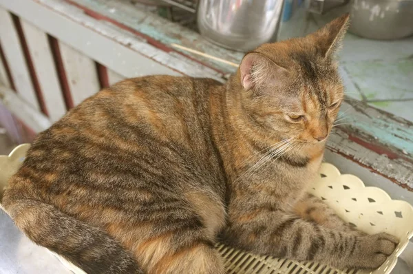แมวในตะกร าพลาสต คอนเซ อนคลาย — ภาพถ่ายสต็อก