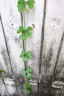 Kabak gri ahşap duvar. asma yeşil doğa arka plan