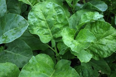 Bahçede büyüyen genç kale.