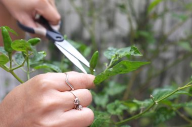 Garden ağaçlarından taze biber hasat