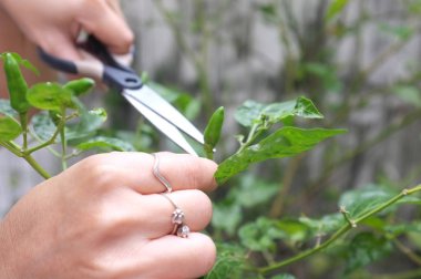 Garden ağaçlarından taze biber hasat