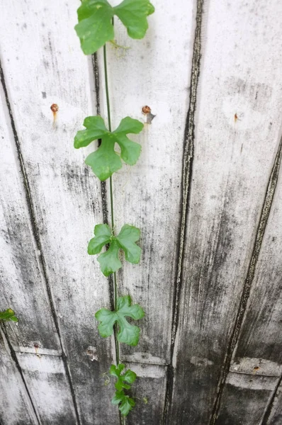 Kabak gri ahşap duvar. asma yeşil doğa arka plan