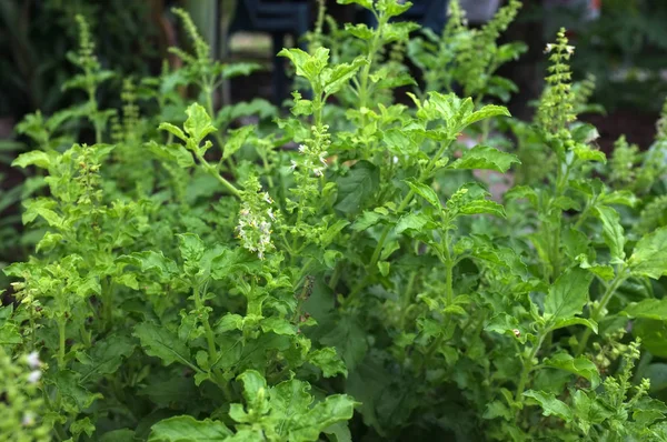 Sweet Basil, Thai Basil  in The garden ,Thai people like fried basil leaves and minced pork.