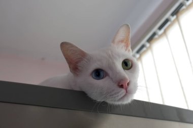 Merakla gözatma out kedi