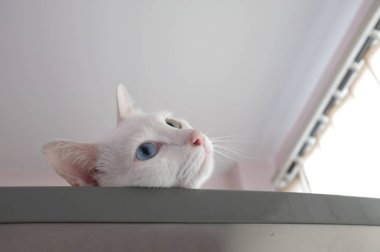 Merakla gözatma out kedi