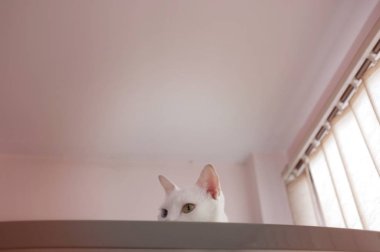 Merakla gözatma out kedi