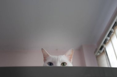 Merakla gözatma out kedi