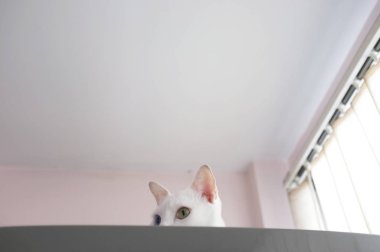 Merakla gözatma out kedi