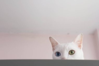 Merakla gözatma out kedi