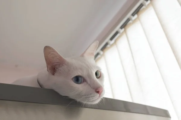 Merakla gözatma out kedi — Stok fotoğraf