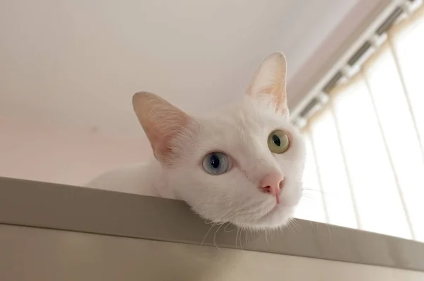 Gato curiosamente asomándose — Foto de Stock