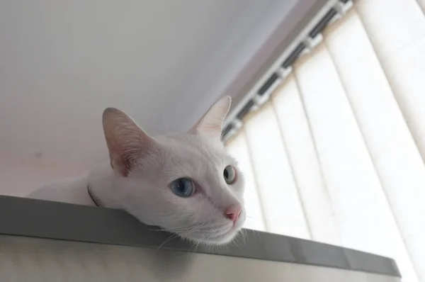 Gato curiosamente espreitando — Fotografia de Stock