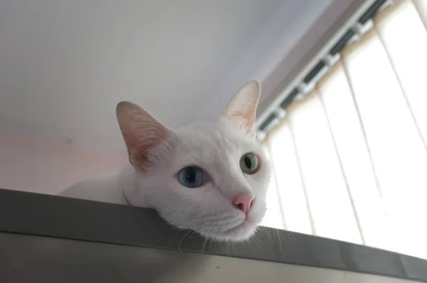 Gato curiosamente asomándose — Foto de Stock