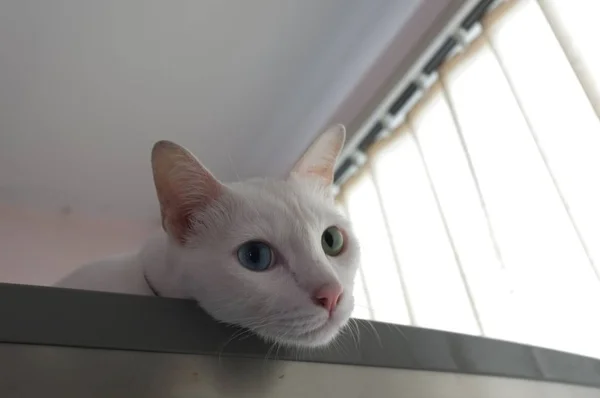 Gato curiosamente espreitando — Fotografia de Stock