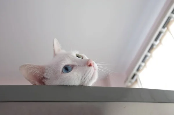 Cat curiously peeking out — Stock Photo, Image