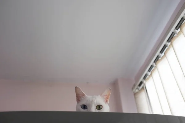 Gato curiosamente asomándose — Foto de Stock