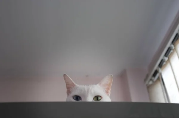Cat curiously peeking out — Stock Photo, Image
