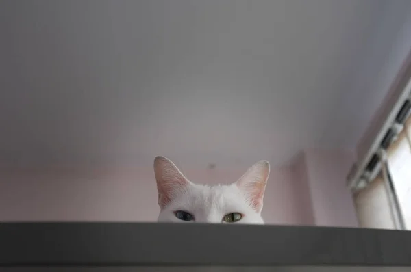 Γάτα περιέργως κρυφοκοιτάζουν έξω — Φωτογραφία Αρχείου