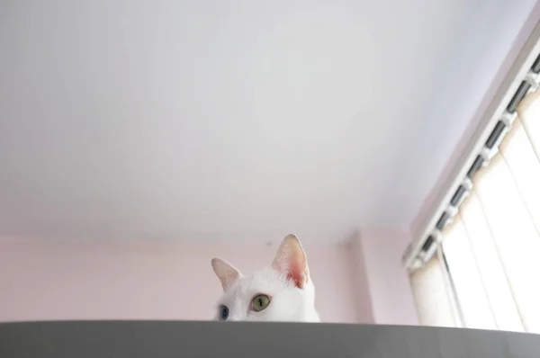 Cat curiously peeking out — Stock Photo, Image