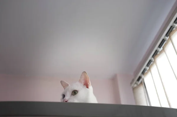Kat nieuwsgierig gluren out — Stockfoto