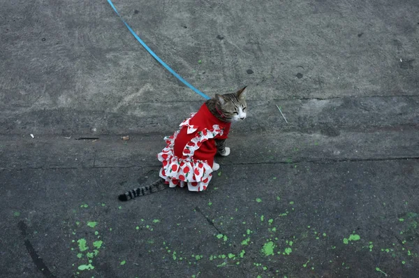 Gato en un traje en la carretera — Foto de Stock