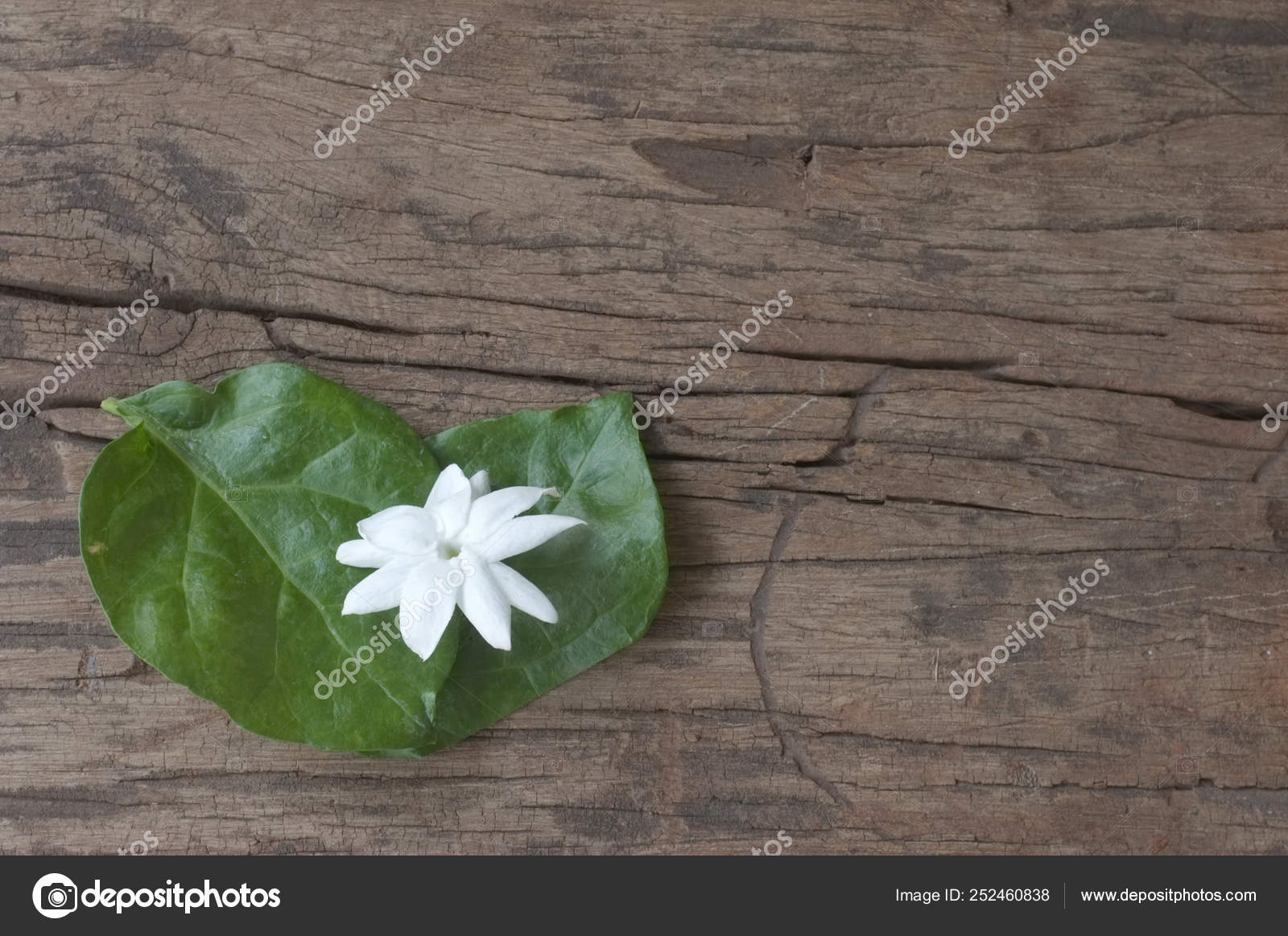 Jasmine Love