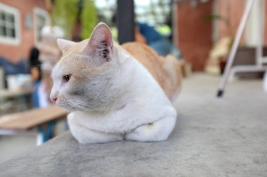 Katta uyuyan sevimli kedi 