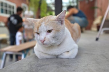 Katta uyuyan sevimli kedi 